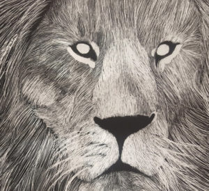 drawing of lion