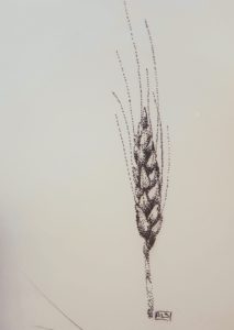 drawing of wheat