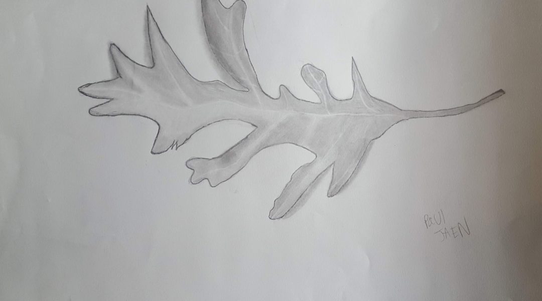 pencil drawing of leaf