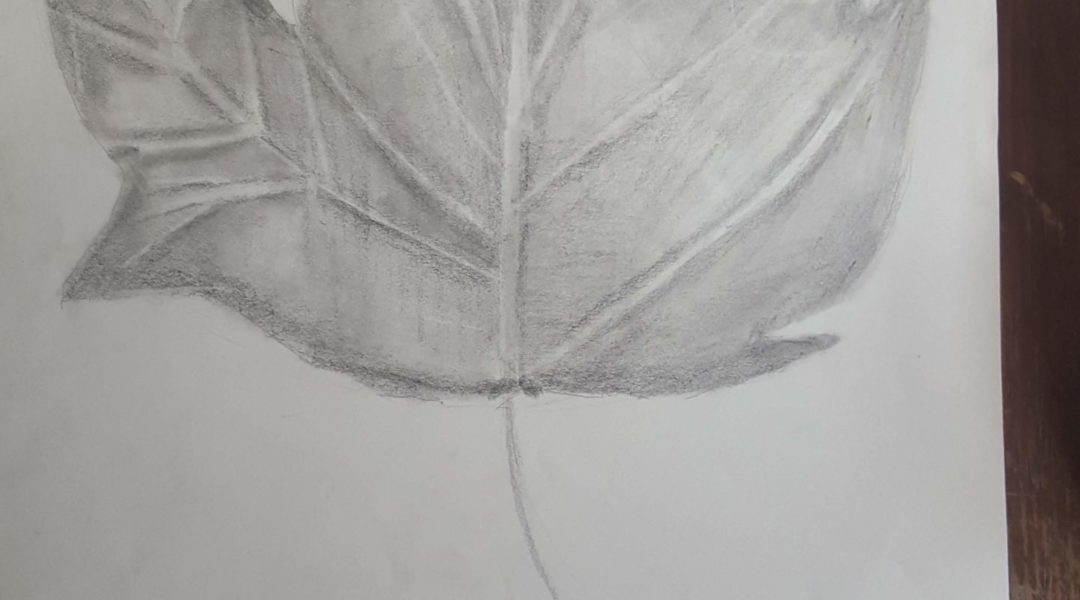 pencil drawing of leaf