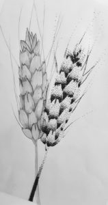 pencil drawing of wheat