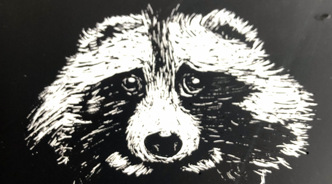 print of raccoon