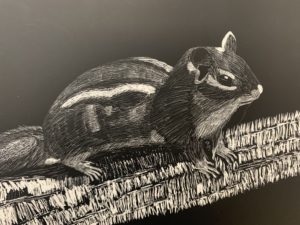 drawing of chipmunk