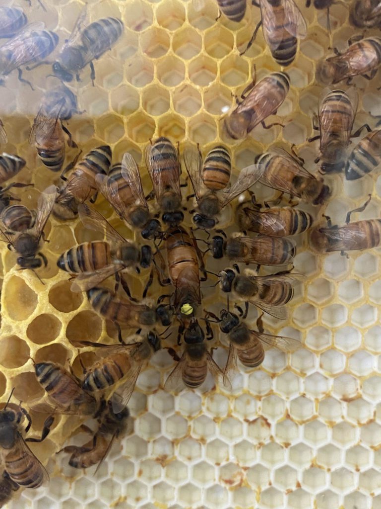queen bee surrounded by worker bees